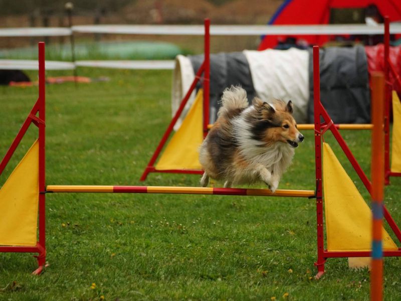 Agility VINUM II & PILSNER URQUELL & BOHEMIA cup Agility VINUM II & PILSNER URQUELL & BOHEMIA cup