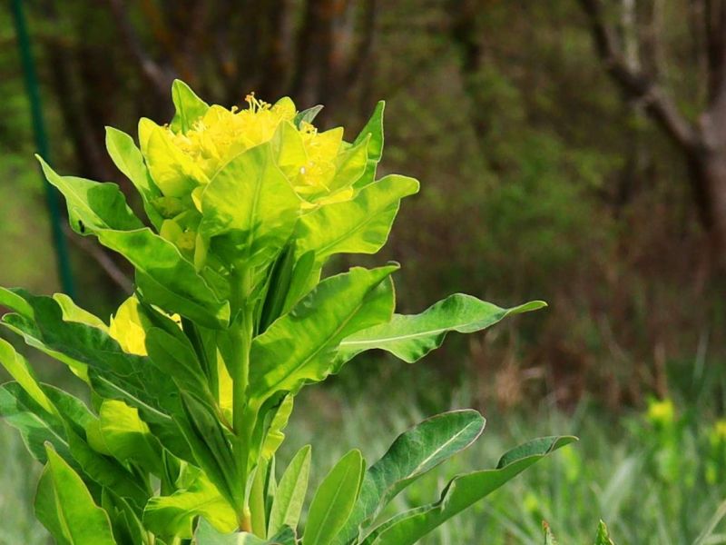 Krásy lužní krajiny II.