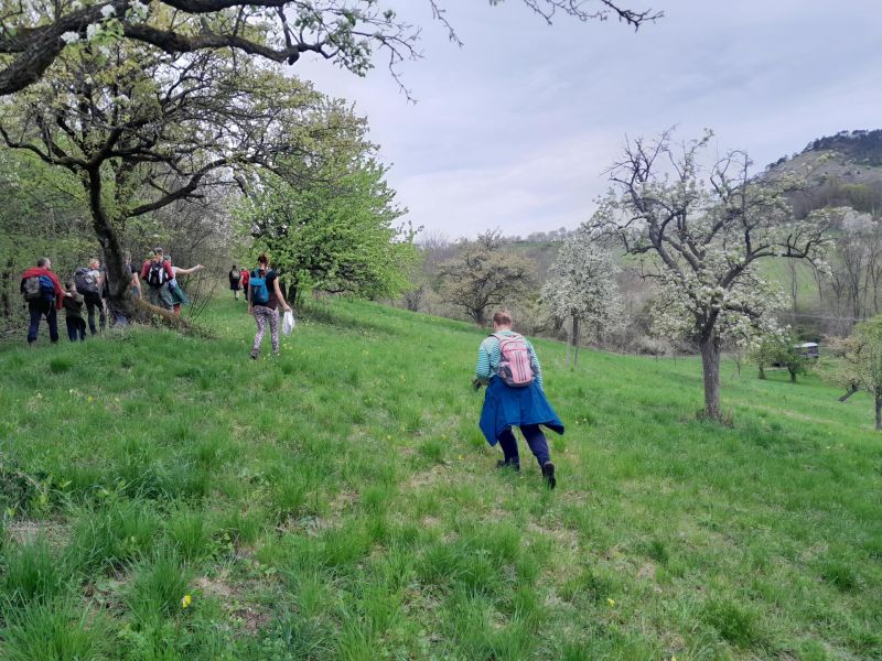 Jedlé rostliny Pálavy