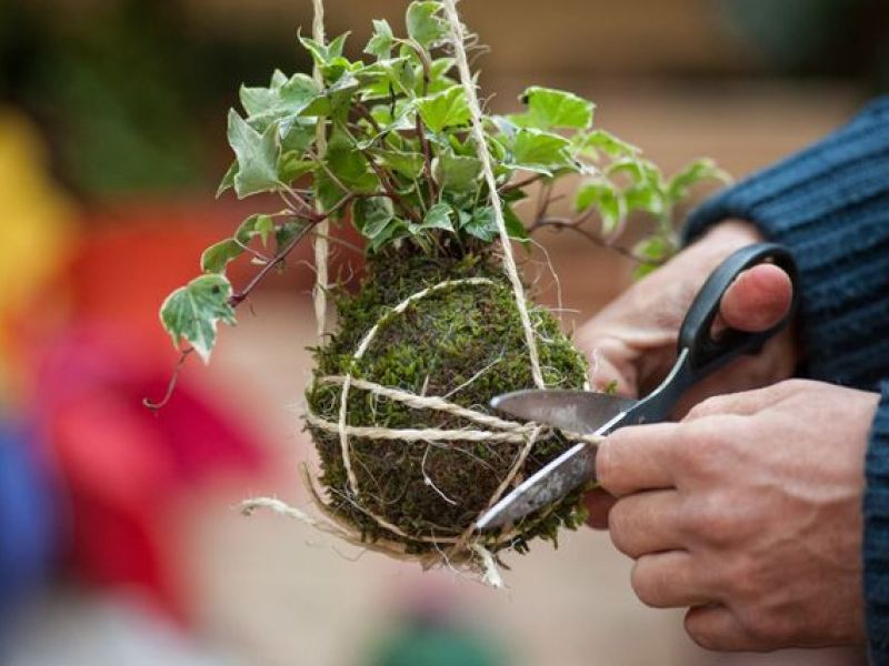 Workshop: Výroba kokedama a terária