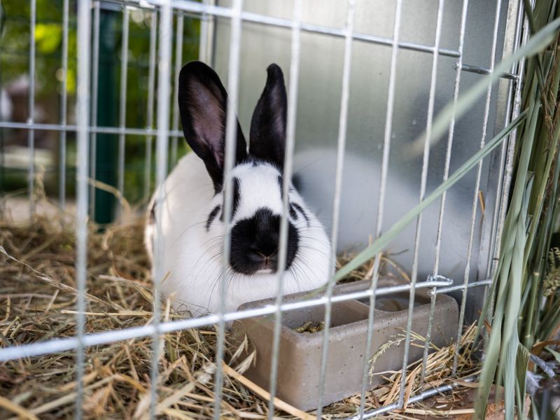 Okresní výstava mláďat králíků a drůbeže a místní výstava holubů Okresní výstava mláďat králíků a drůbeže a místní výstava holubů