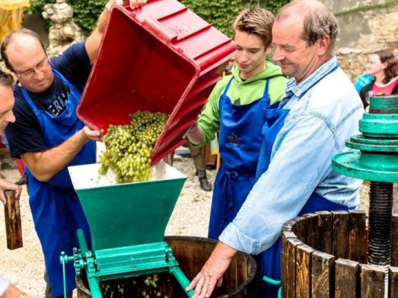 Sedlecké vinobraní Sedlecké vinobraní
