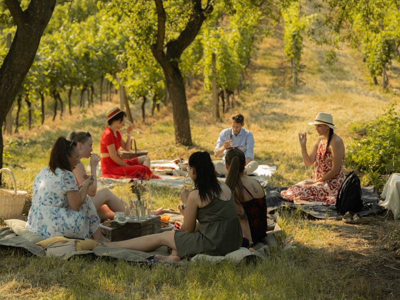 Letní piknik ve vinici Letní piknik ve vinici