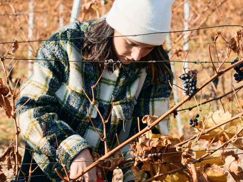 Vínobraní ve Vinařství Vican