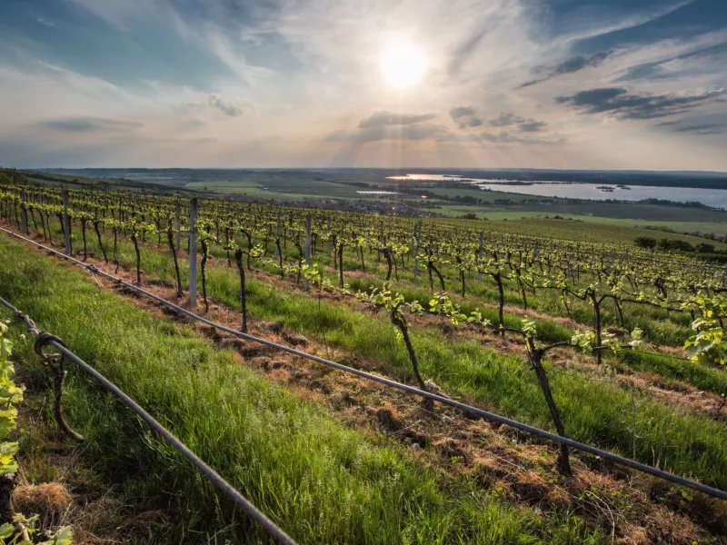 Putování pálavskými vinicemi z Věstonic do Věstonic